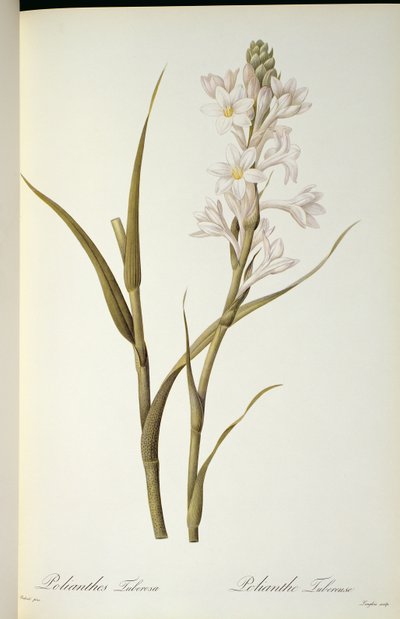Polianthes Tuberosa, from 